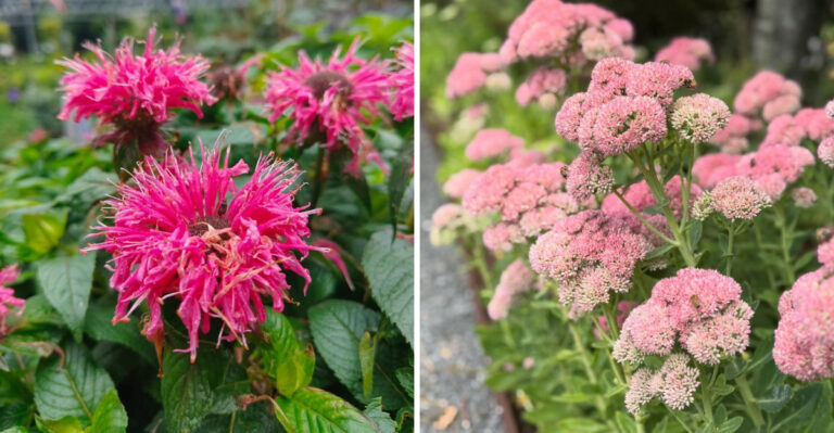Pinching These Georgia Perennials In June Can Lead To More Flowers In Fall