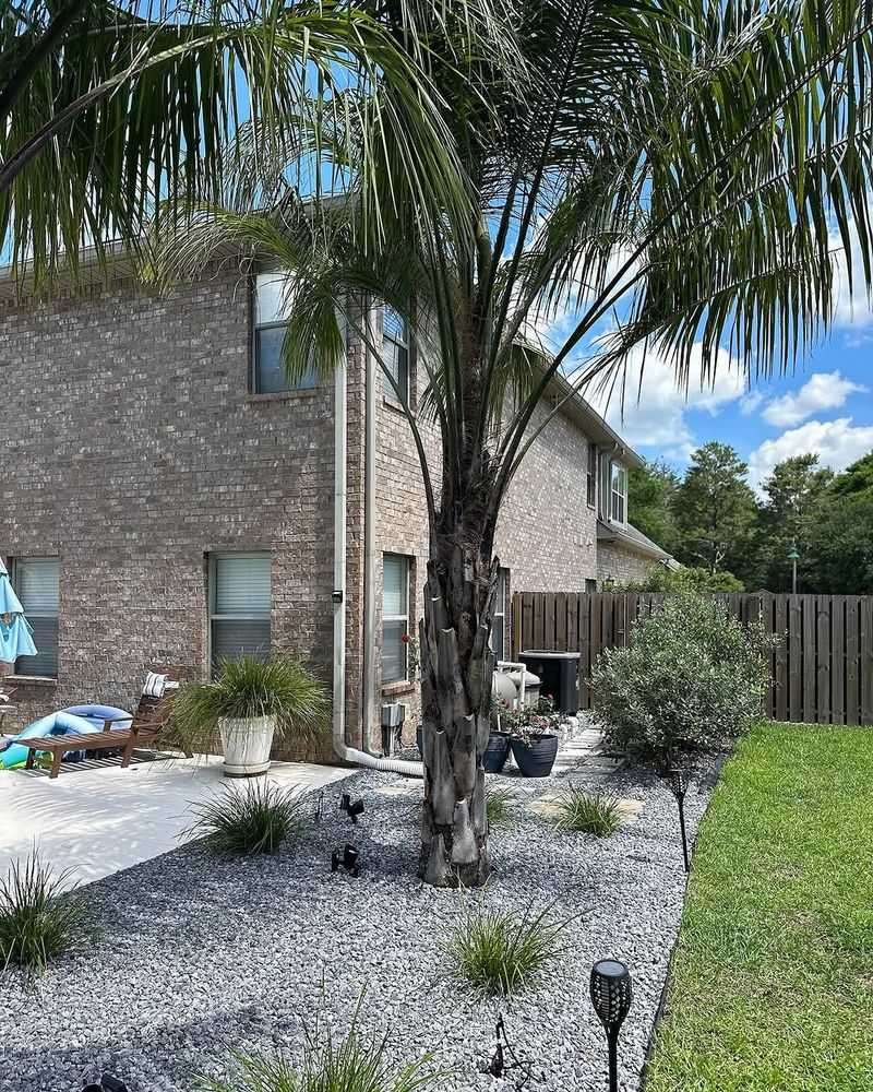 Pindo Palm Fits Larger Driveway Borders