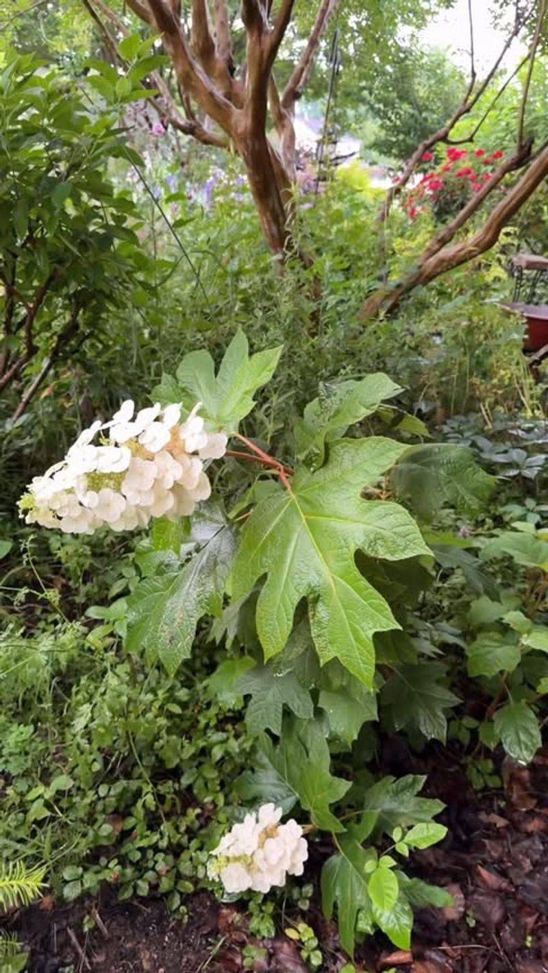 Pine Bark Mulch Fits Oakleaf Hydrangeas Well Pine Bark Mulch Fits Oakleaf Hydrangeas Well