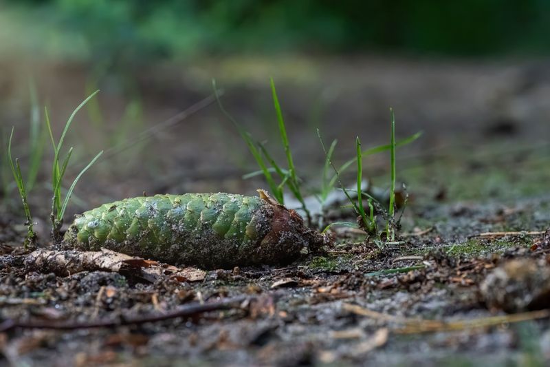 Pine Cones Act As Physical Barriers That Slow Soil Erosion On Slopes
