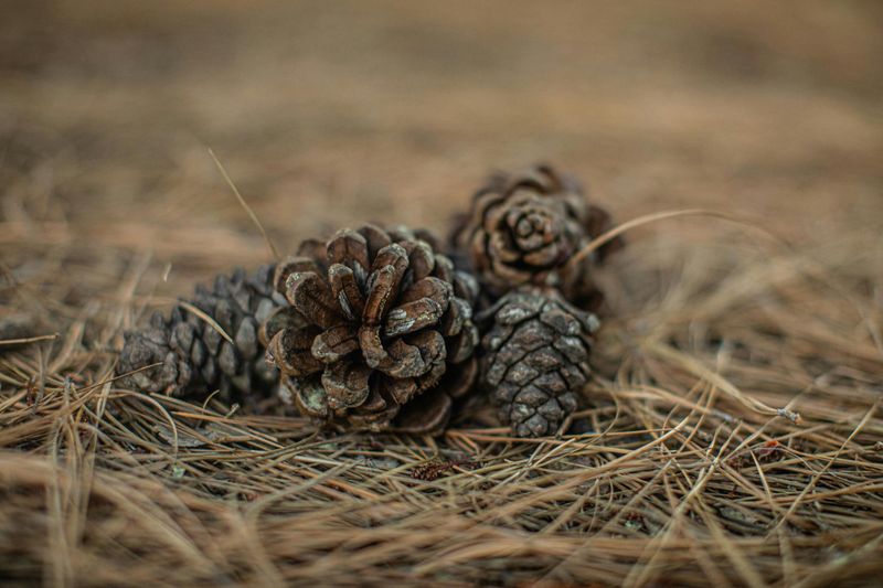 Pine Cones Break Down Safely Without Worsening Virginia's Acidic Soil