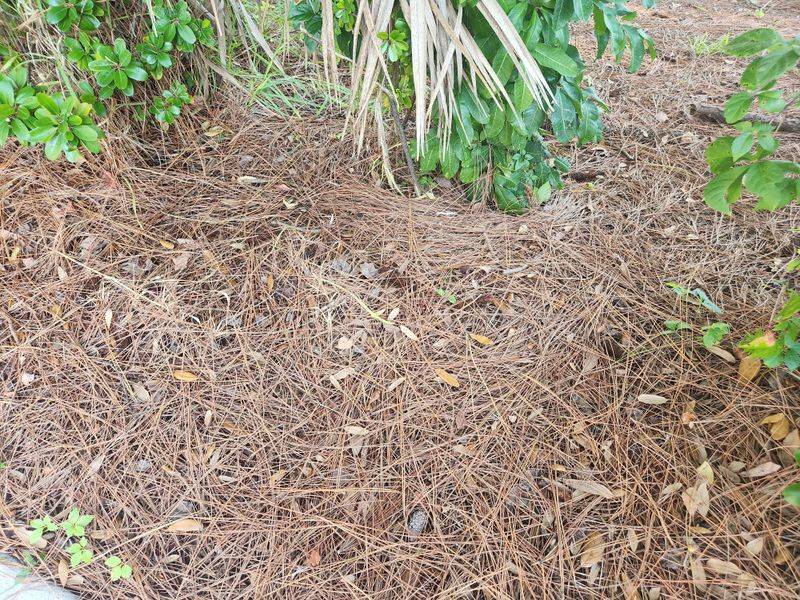 Pine Needles Belong Farther From Structures