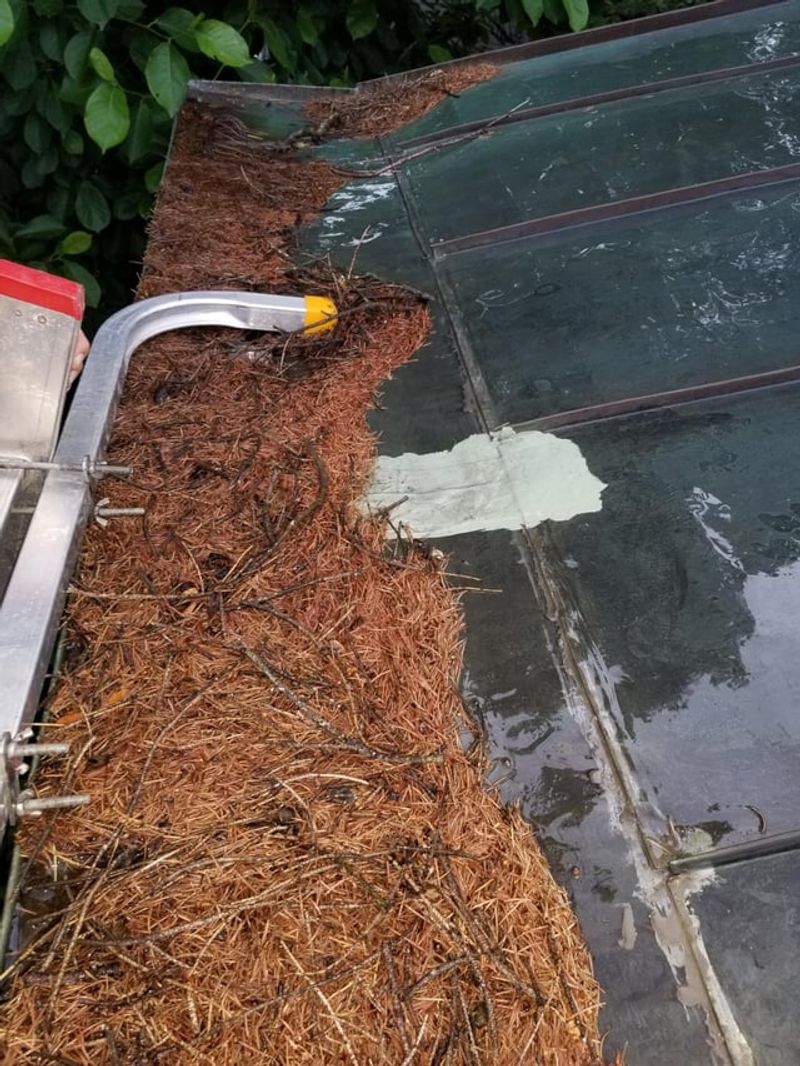 Pine Needles Collect Along Roof Edges Fast Pine Needles Collect Along Roof Edges Fast