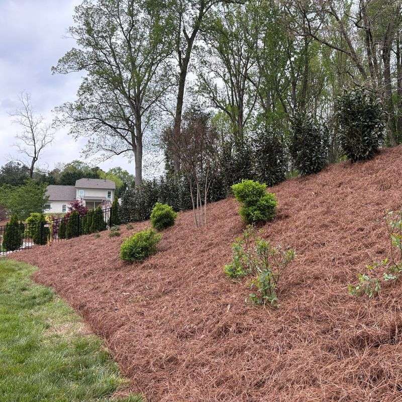 Pine Straw Can Be Better On Slopes
