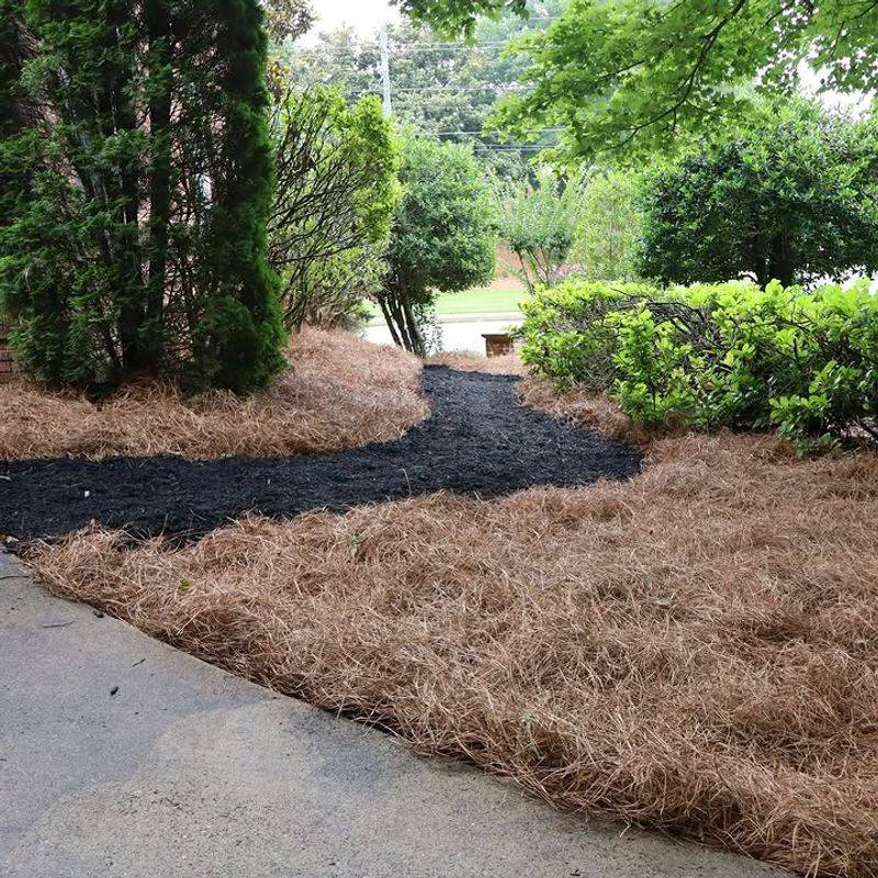 Pine Straw Helps Keep Soil Cooler Pine Straw Helps Keep Soil Cooler