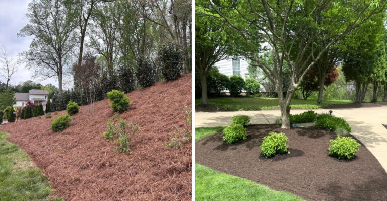 Pine Straw Vs Mulch In North Carolina And The Better Choice For Weed Control