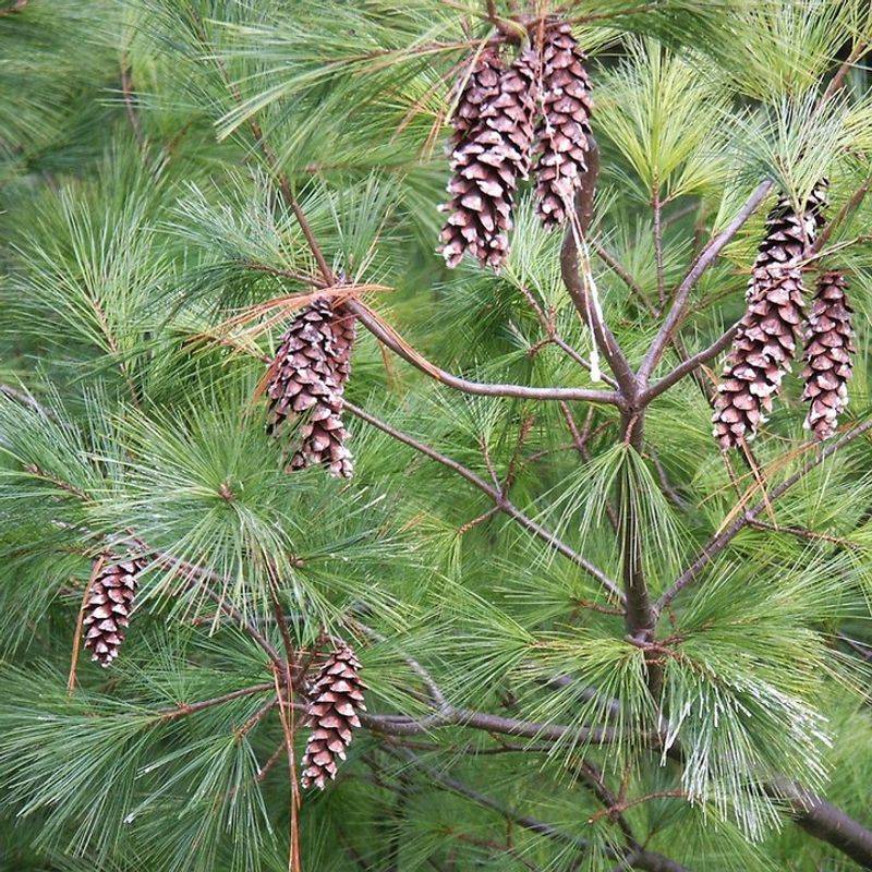 Pine Trees Pine Trees