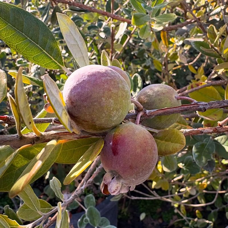 Pineapple Guava Handles California Heat Better Than Many Fruit Trees