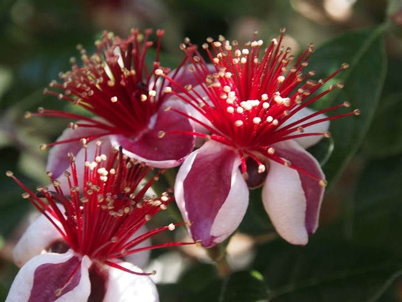 Pineapple Guava Works Like A Pretty Evergreen Shrub-Tree Pineapple Guava Works Like A Pretty Evergreen Shrub-Tree