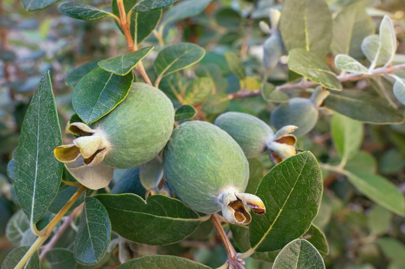 Pineapple Guava