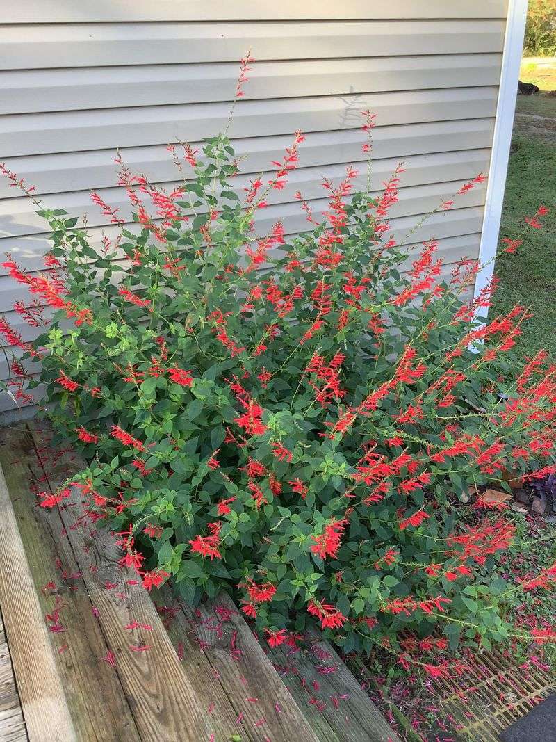 Pineapple Sage Explodes Into A Large Fragrant Clump