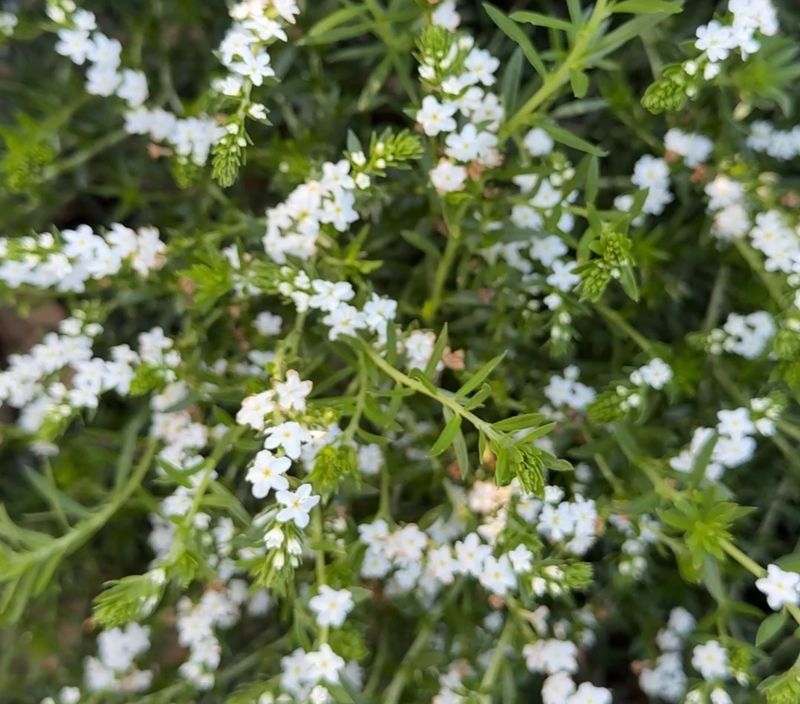 Pineland Heliotrope Flowers Low Along Sunny Warm Paths Pineland Heliotrope Flowers Low Along Sunny Warm Paths