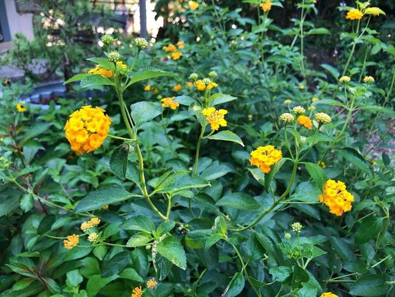 Pineland Lantana Adds Color Without Heavy Debris Pineland Lantana Adds Color Without Heavy Debris