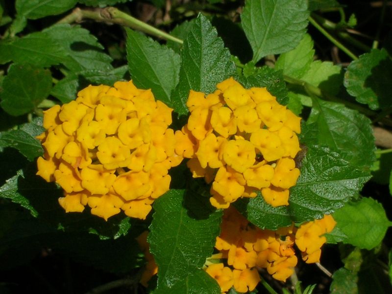 Pineland Lantana Keeps Native Color Going Through Summer Heat Pineland Lantana Keeps Native Color Going Through Summer Heat
