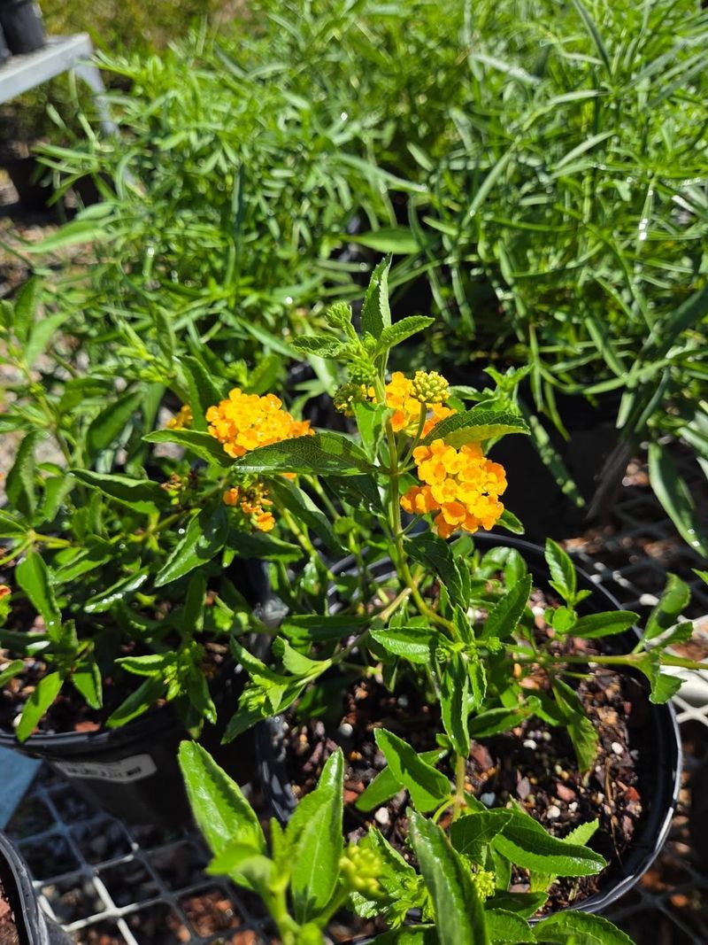 Pineland Lantana Keeps Native Color Moving Through Heat Pineland Lantana Keeps Native Color Moving Through Heat