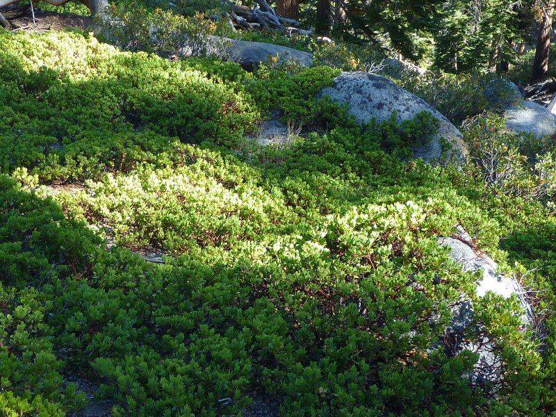 Pinemat Manzanita Gives Bare Soil Evergreen Cover