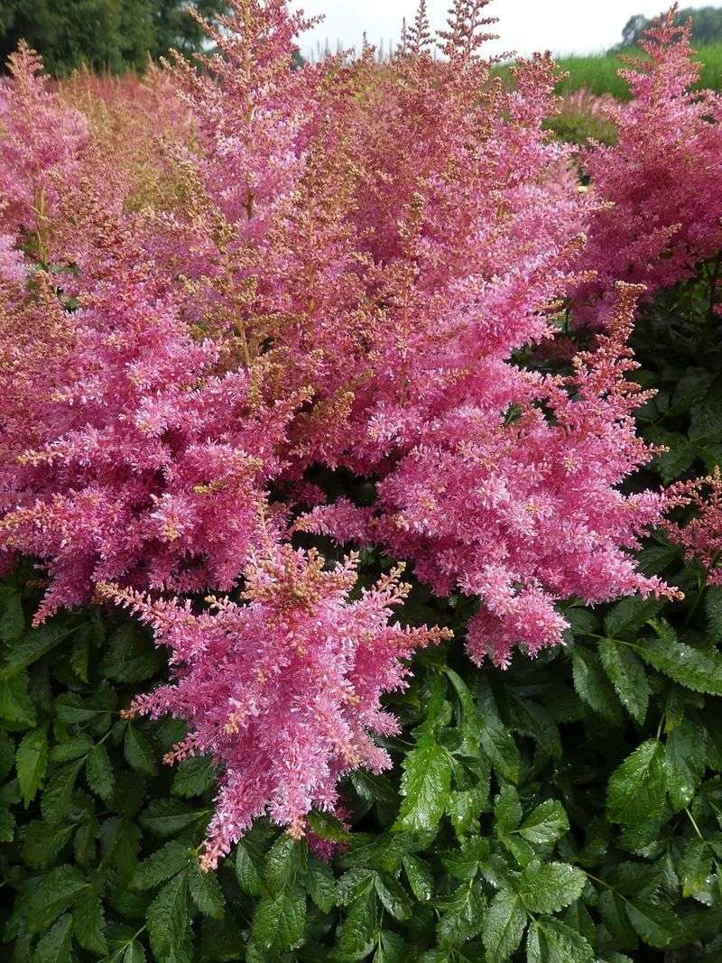 Pink Astilbe (Pink Plumes) Pink Astilbe (Pink Plumes)