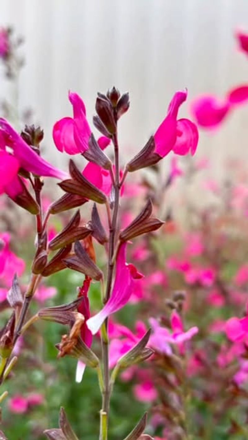 Pink Autumn Sage (Salvia Greggii)