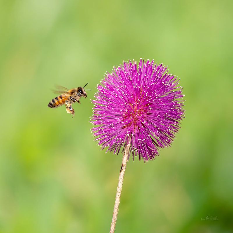 Pink Blooms Bring Pollinators Without A Messy Thicket