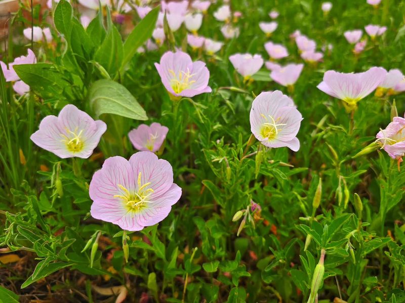 Pink Evening Primrose (Oenothera Speciosa)