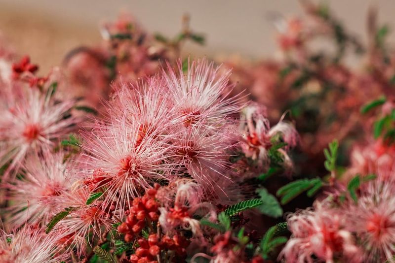 Pink Fairy Duster Responds To Post-Bloom Trimming Pink Fairy Duster Responds To Post-Bloom Trimming