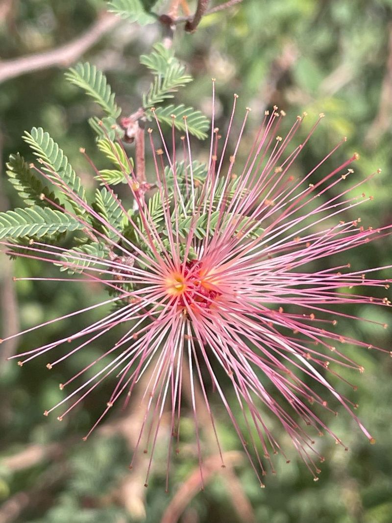 Pink Fairy Duster Softens Sunny Border Areas Pink Fairy Duster Softens Sunny Border Areas