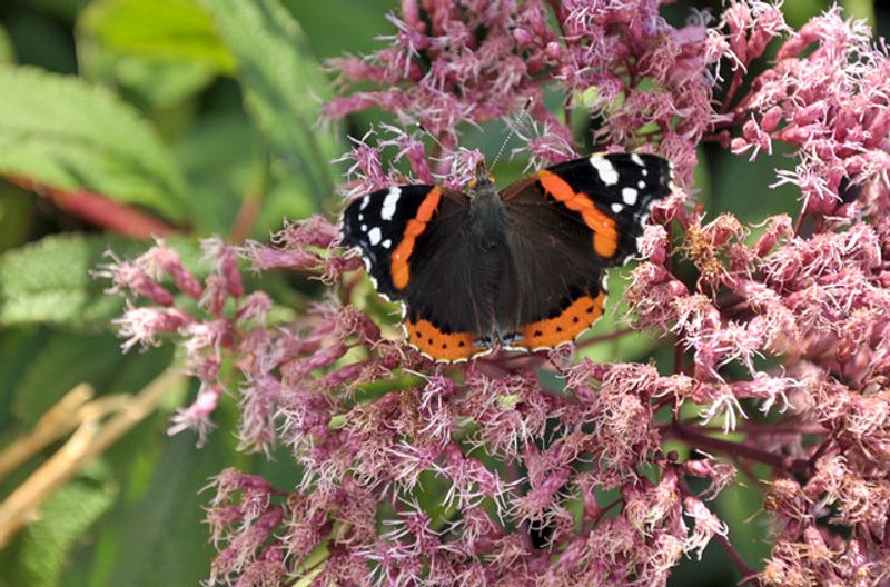 Pink Flower Clusters Draw Pollinators Pink Flower Clusters Draw Pollinators