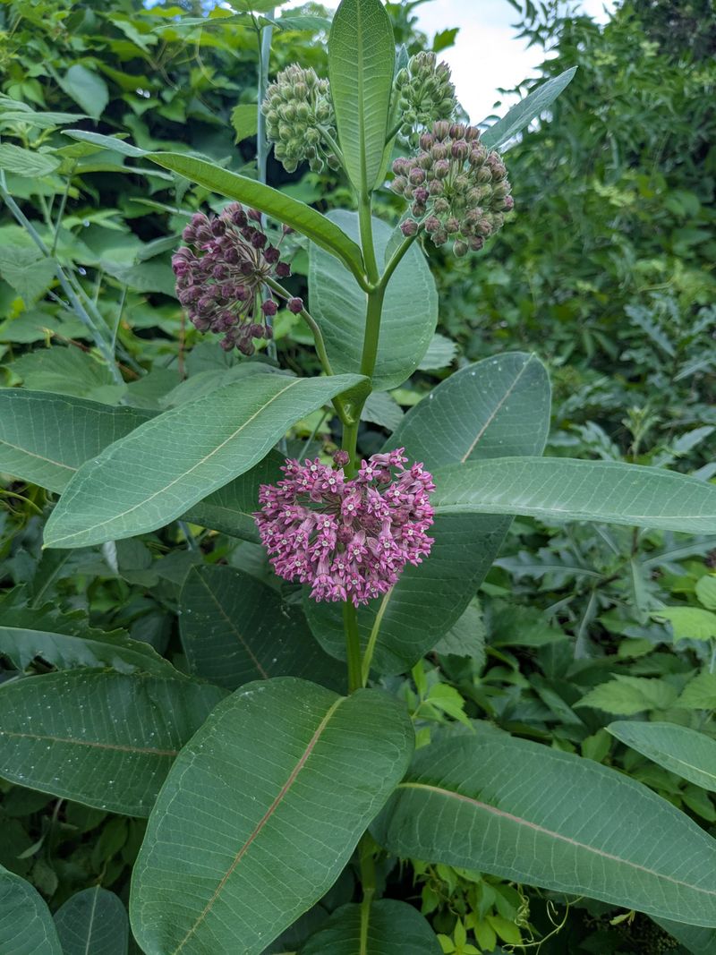 Pink Flowers Bring Old Garden Charm