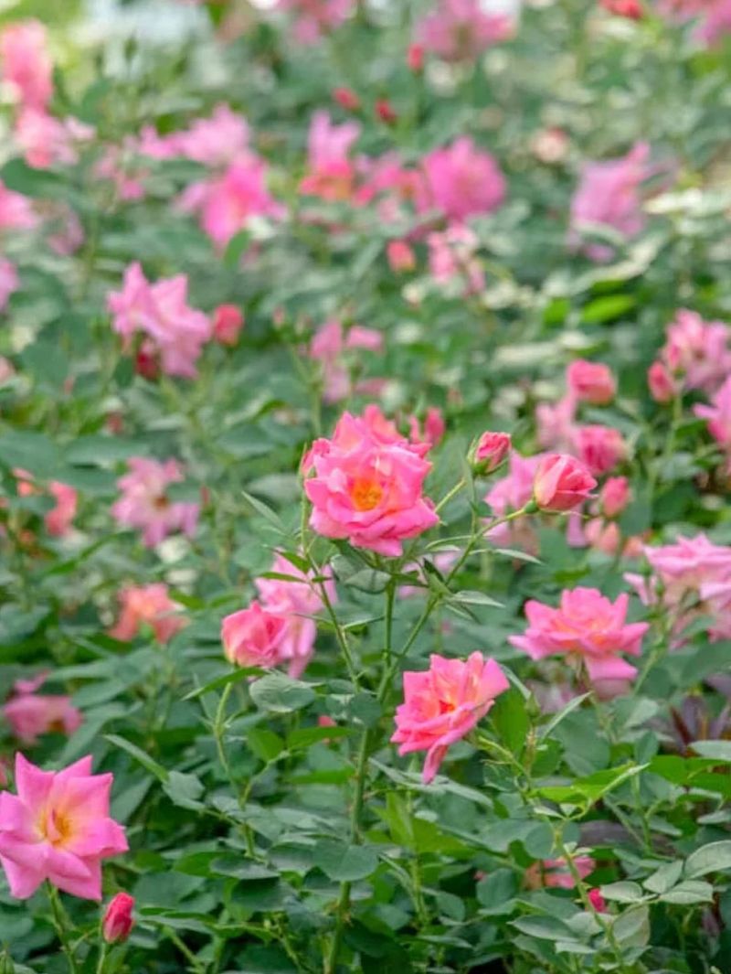 Pink Freedom Shrub Rose