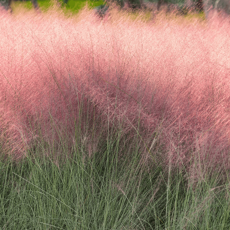 Pink Muhly Grass Adds Airy Dry-Site Texture Pink Muhly Grass Adds Airy Dry-Site Texture