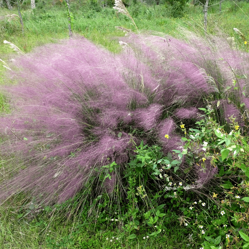 Pink Muhly Offers Showy Plumes With A Native Caveat