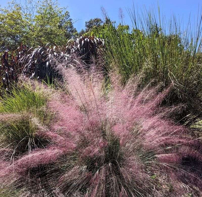 Pink Muhly Produces Fresh Growth After Trimming Pink Muhly Produces Fresh Growth After Trimming