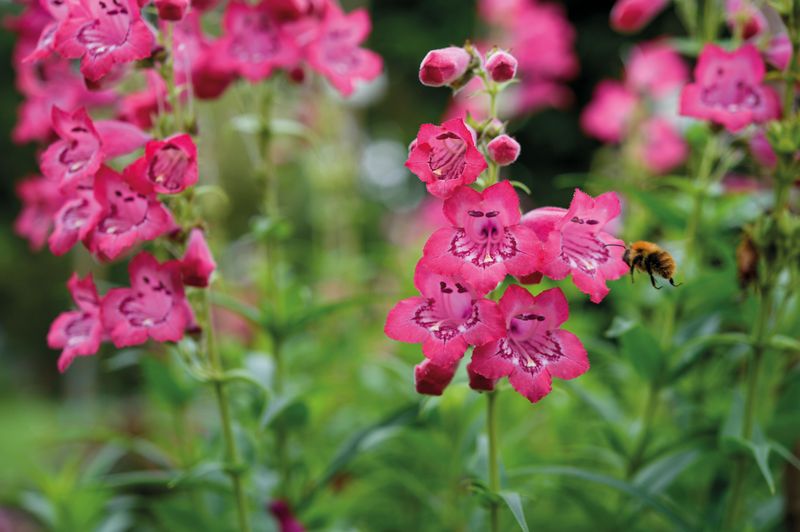 Pink Penstemon