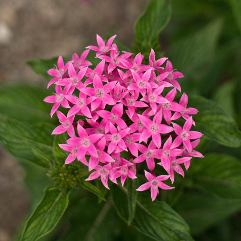 Pink Pentas (Pentas Lanceolata)