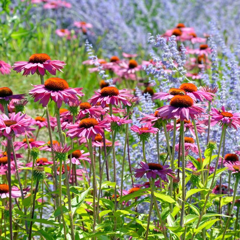 Pink Purple Coneflower (Echinacea Purpurea) Pink Purple Coneflower (Echinacea Purpurea)