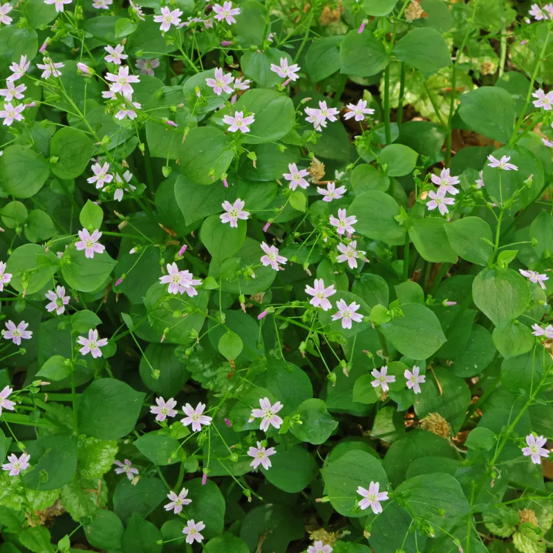 Pink Purslane Softens Damp Gaps Between Stones Pink Purslane Softens Damp Gaps Between Stones
