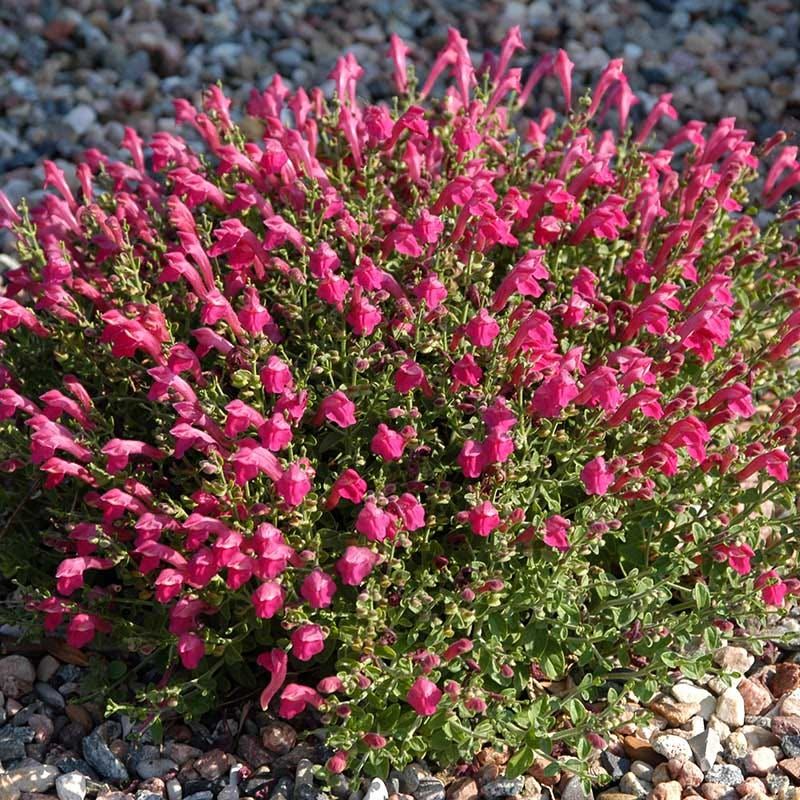 Pink Skullcap For Low Dry Edges Pink Skullcap For Low Dry Edges