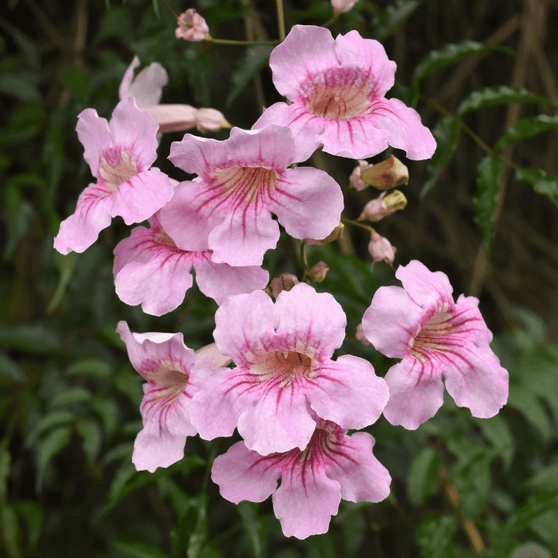 Pink Trumpet Vine Brightens Fences With Showy Flowers Pink Trumpet Vine Brightens Fences With Showy Flowers