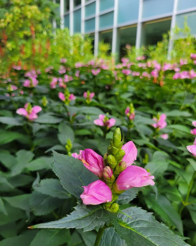 Pink Turtlehead (Chelone Lyonii 'Hot Lips') Pink Turtlehead (Chelone Lyonii 'Hot Lips')