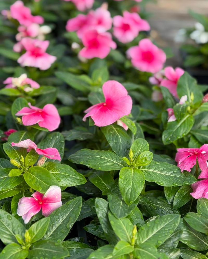 Pink Vinca (Periwinkle)