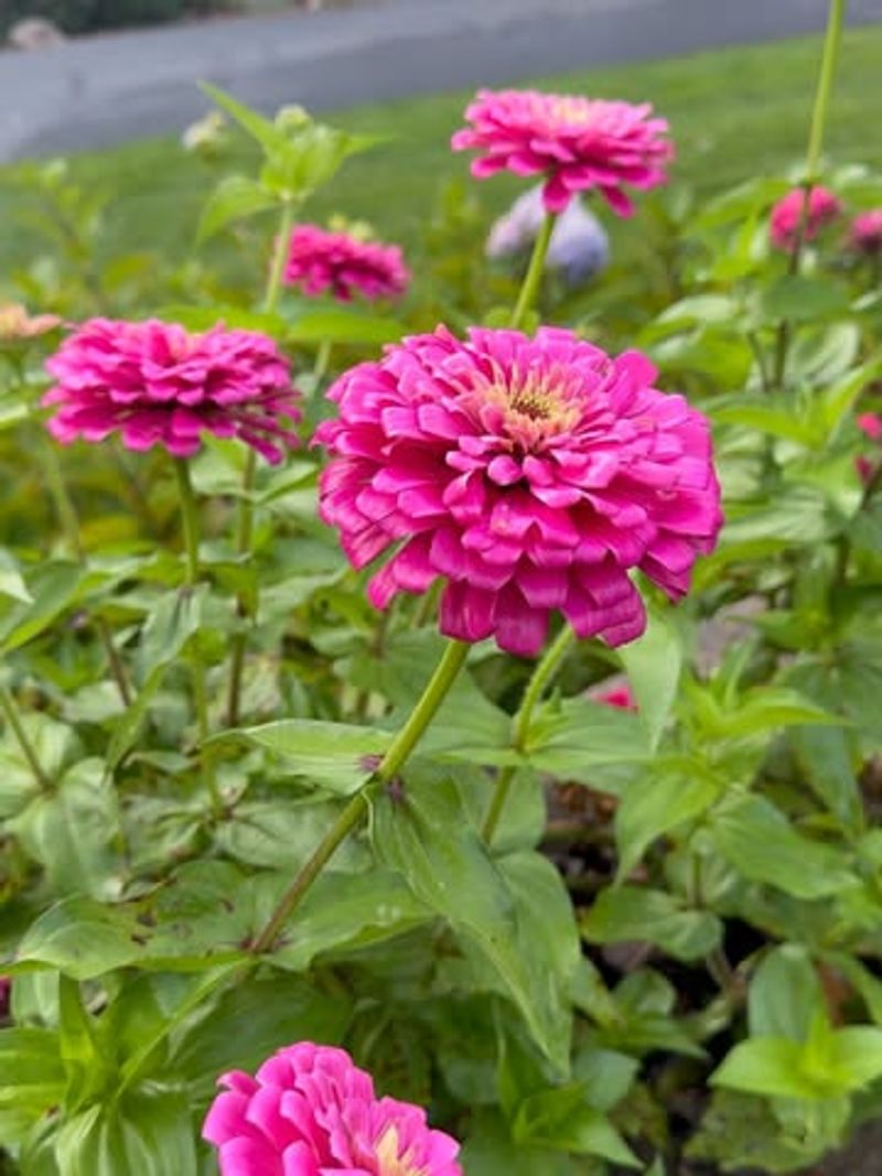 Pink Zinnias