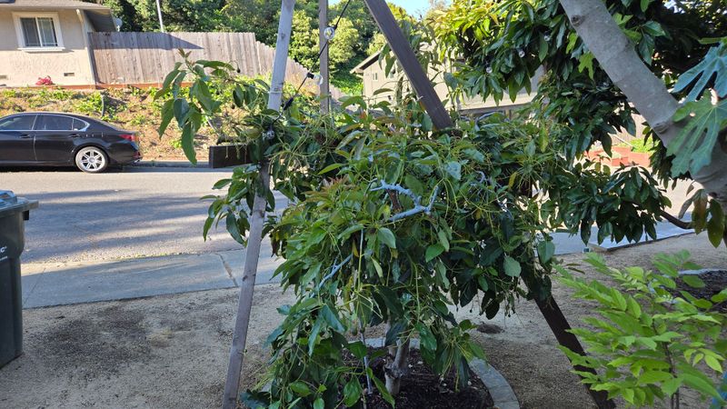 Pinkerton Can Work With Careful Pruning
