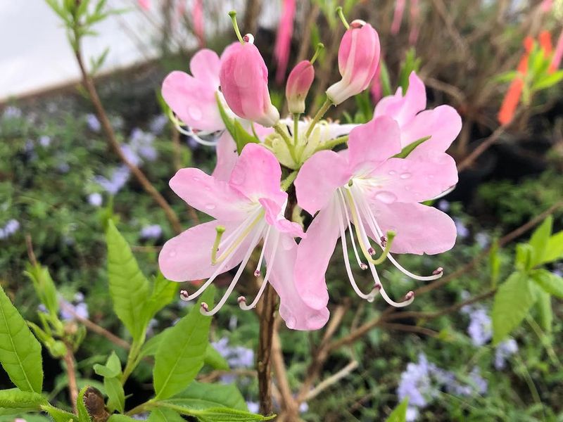 Pinkshell Azalea Pinkshell Azalea