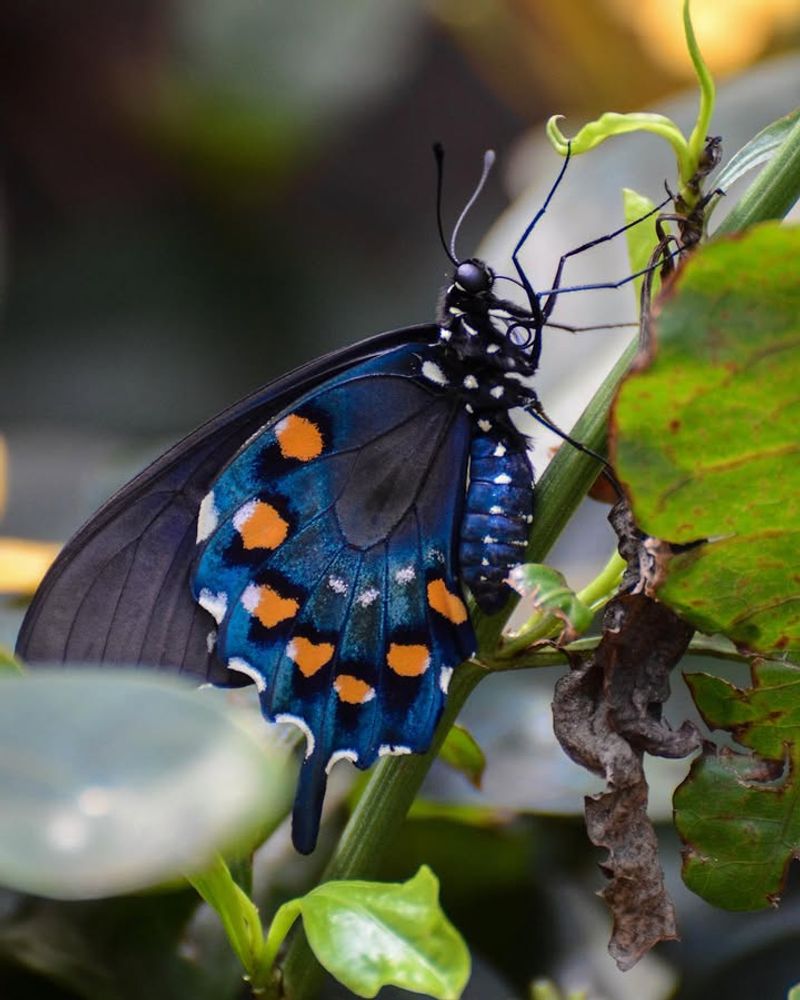 Pipevine