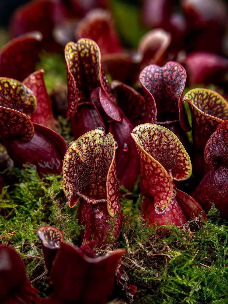 Pitcher Plants 