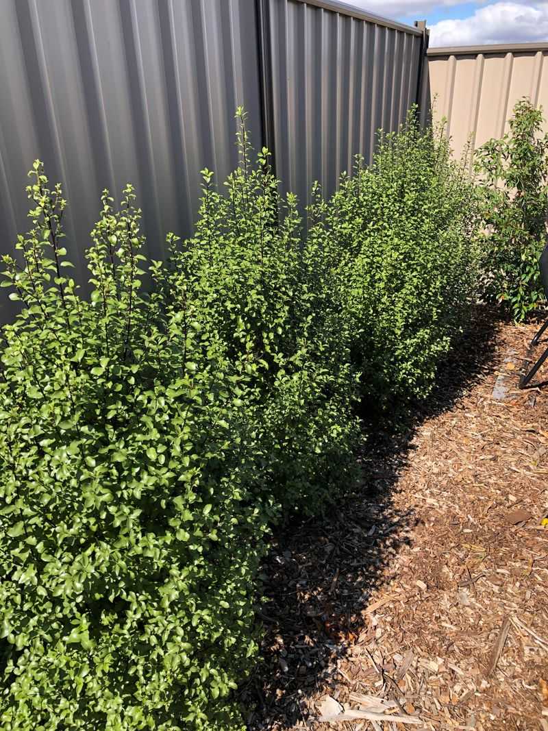 Pittosporum Makes Dry Front Yards Look Full Fast