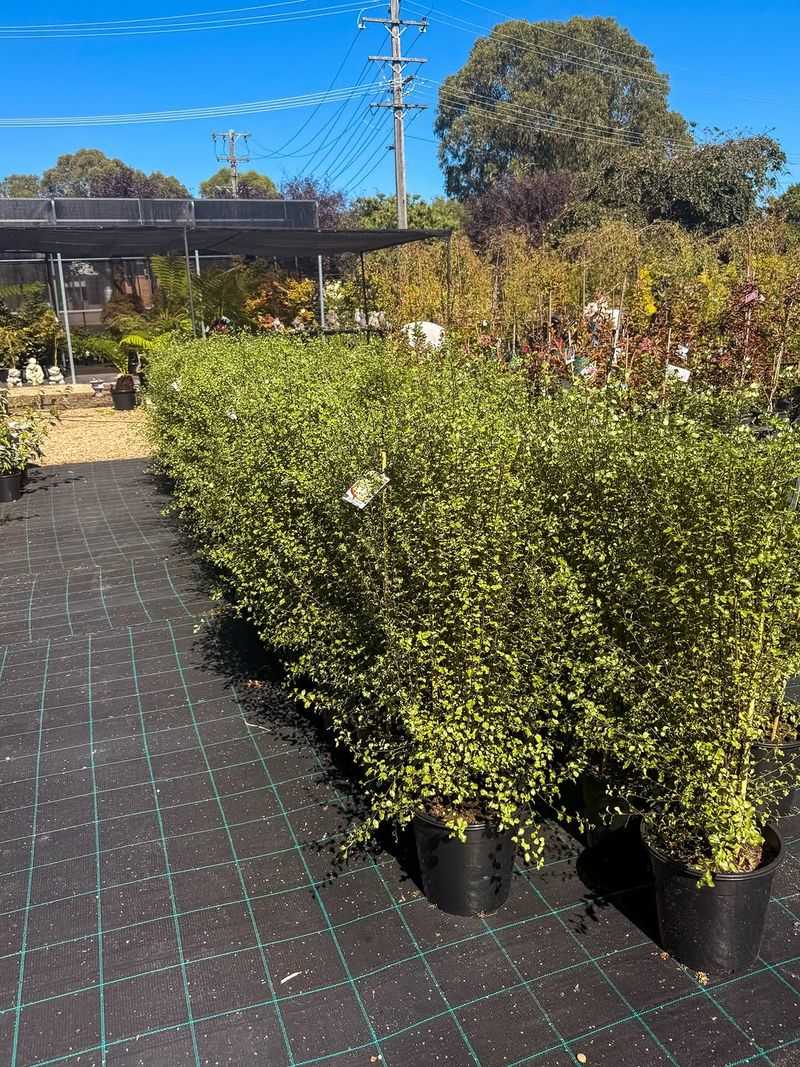Pittosporum 'Silver Sheen' Fills In Quickly Along Fences