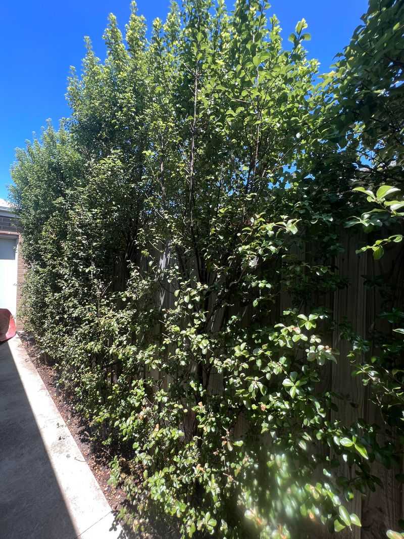 Pittosporum Thickens Into A Soft Green Hedge Pittosporum Thickens Into A Soft Green Hedge