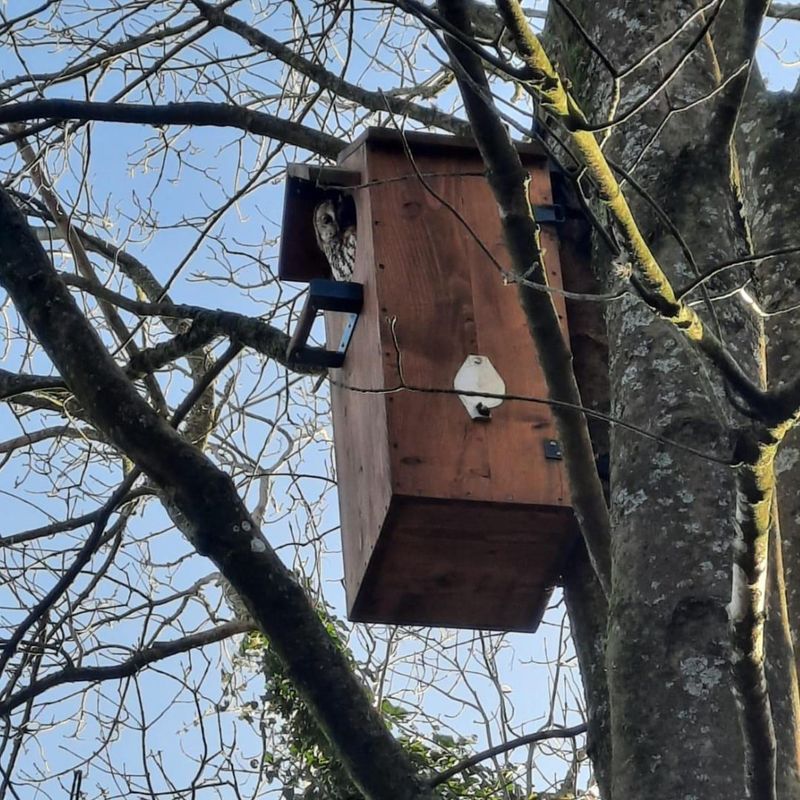 Place Nesting Sites Away From Bright Lights
