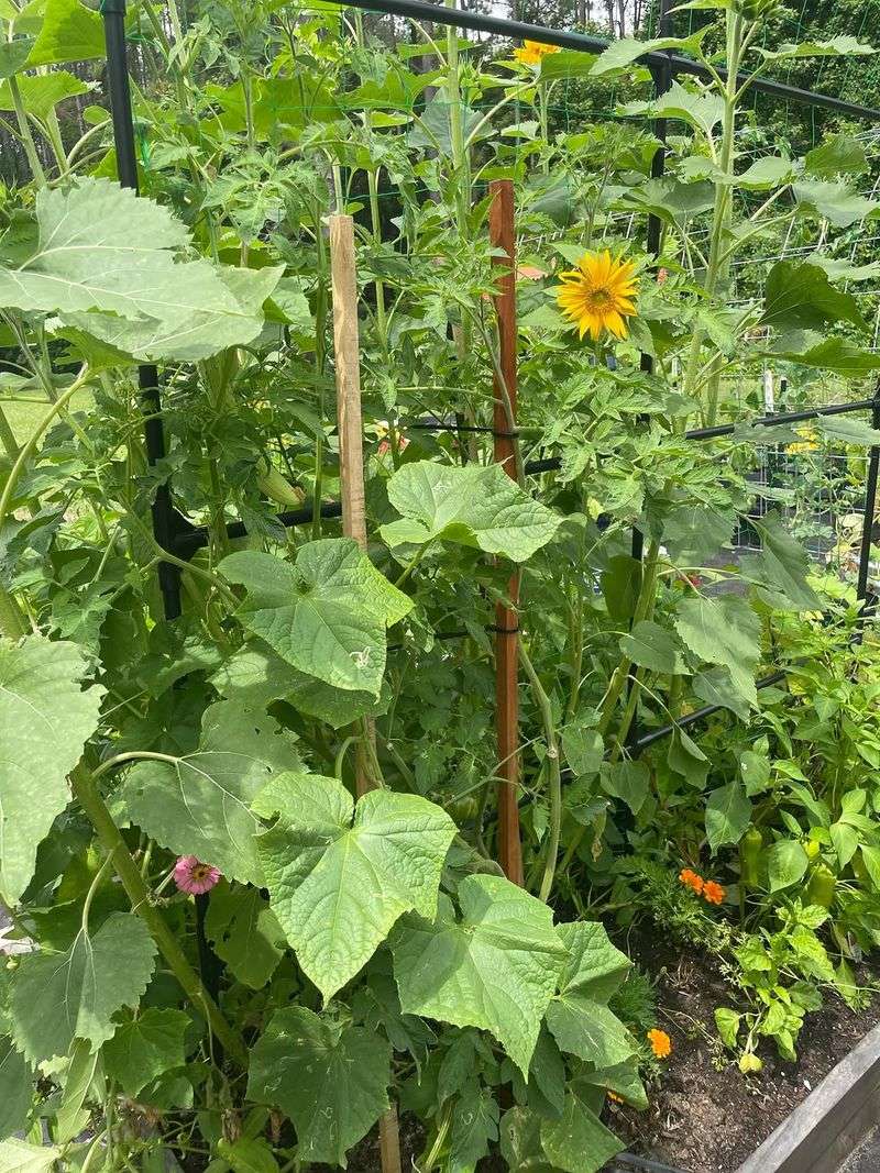 Place Sunflowers Beside Cucumbers To Increase Pollination